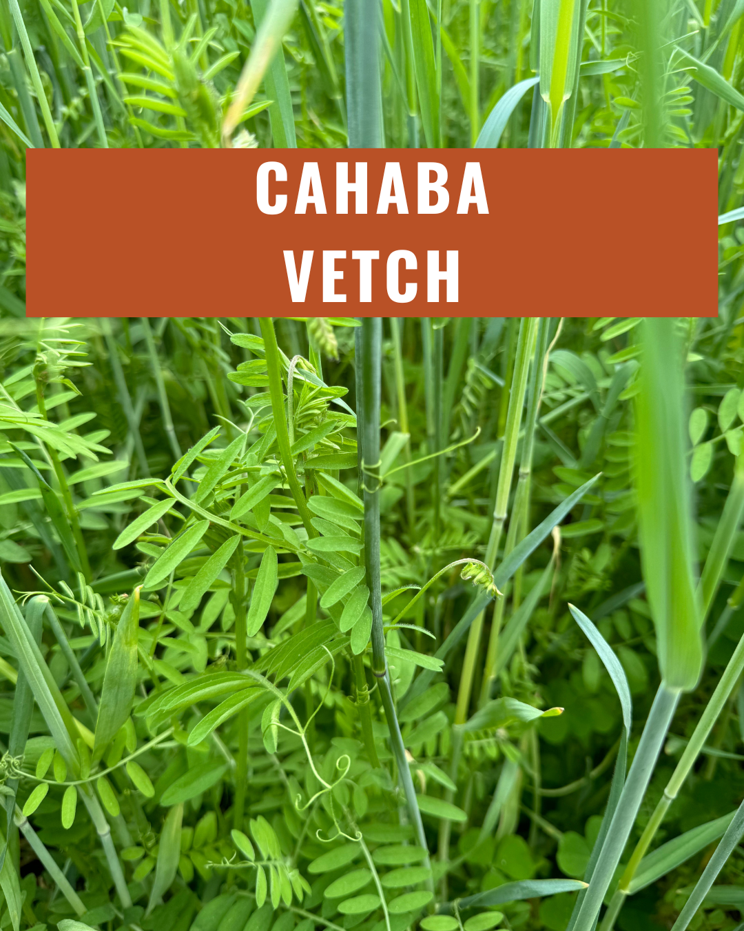 Cahaba White Vetch - Coated