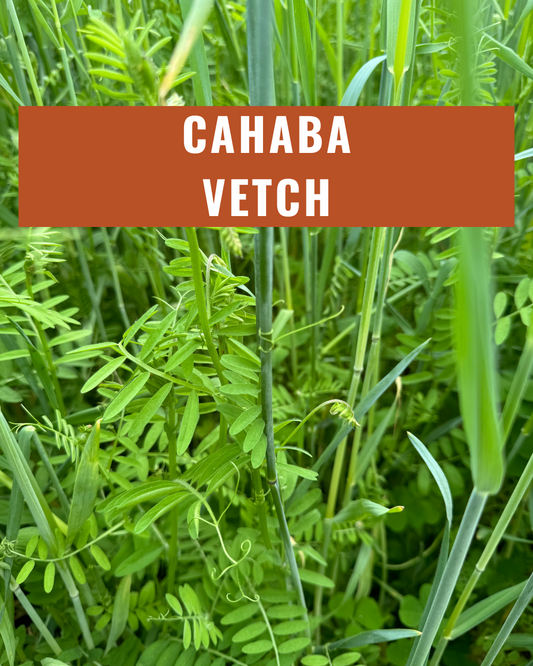 Cahaba White Vetch - Coated