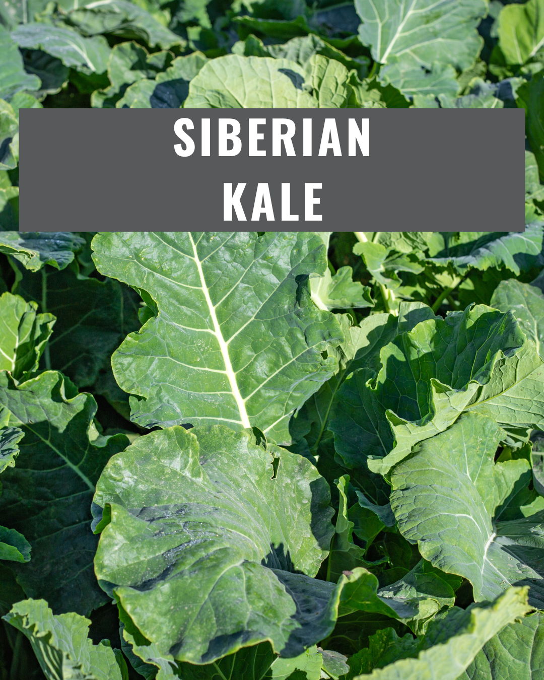 Siberian Kale