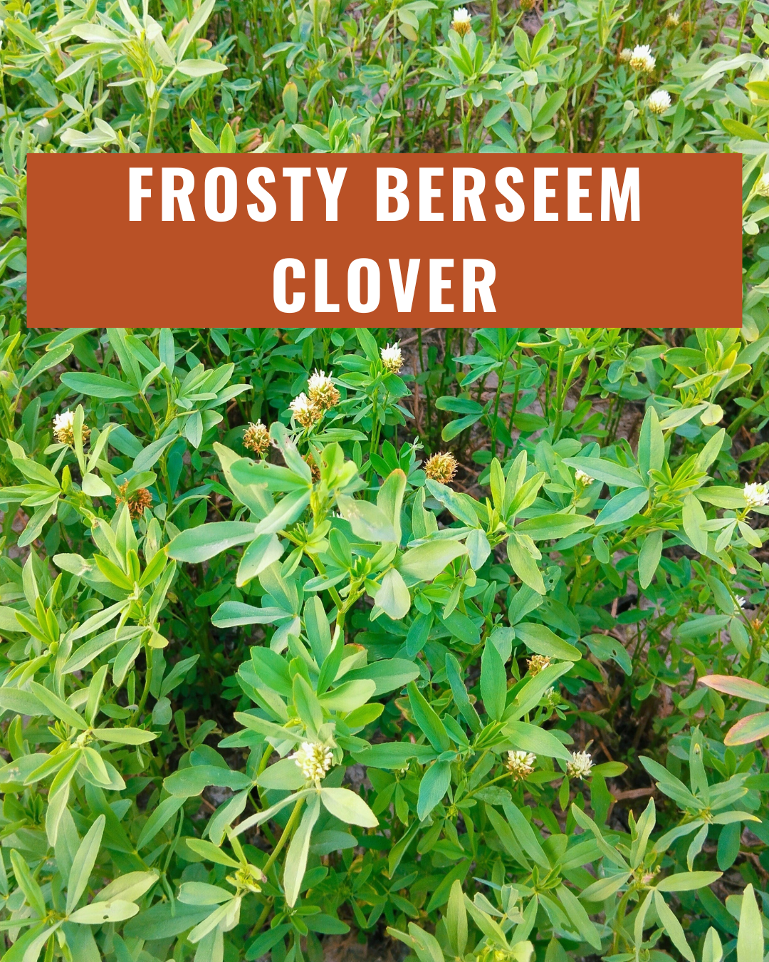 Frosty Berseem Clover
