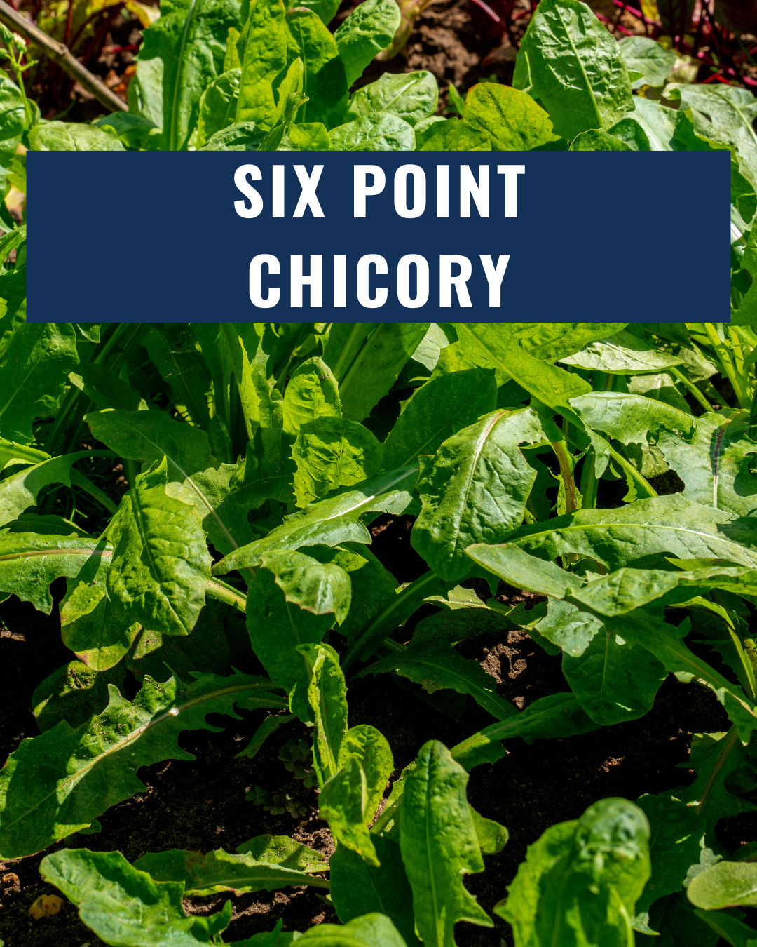 Six Point Chicory - RAW