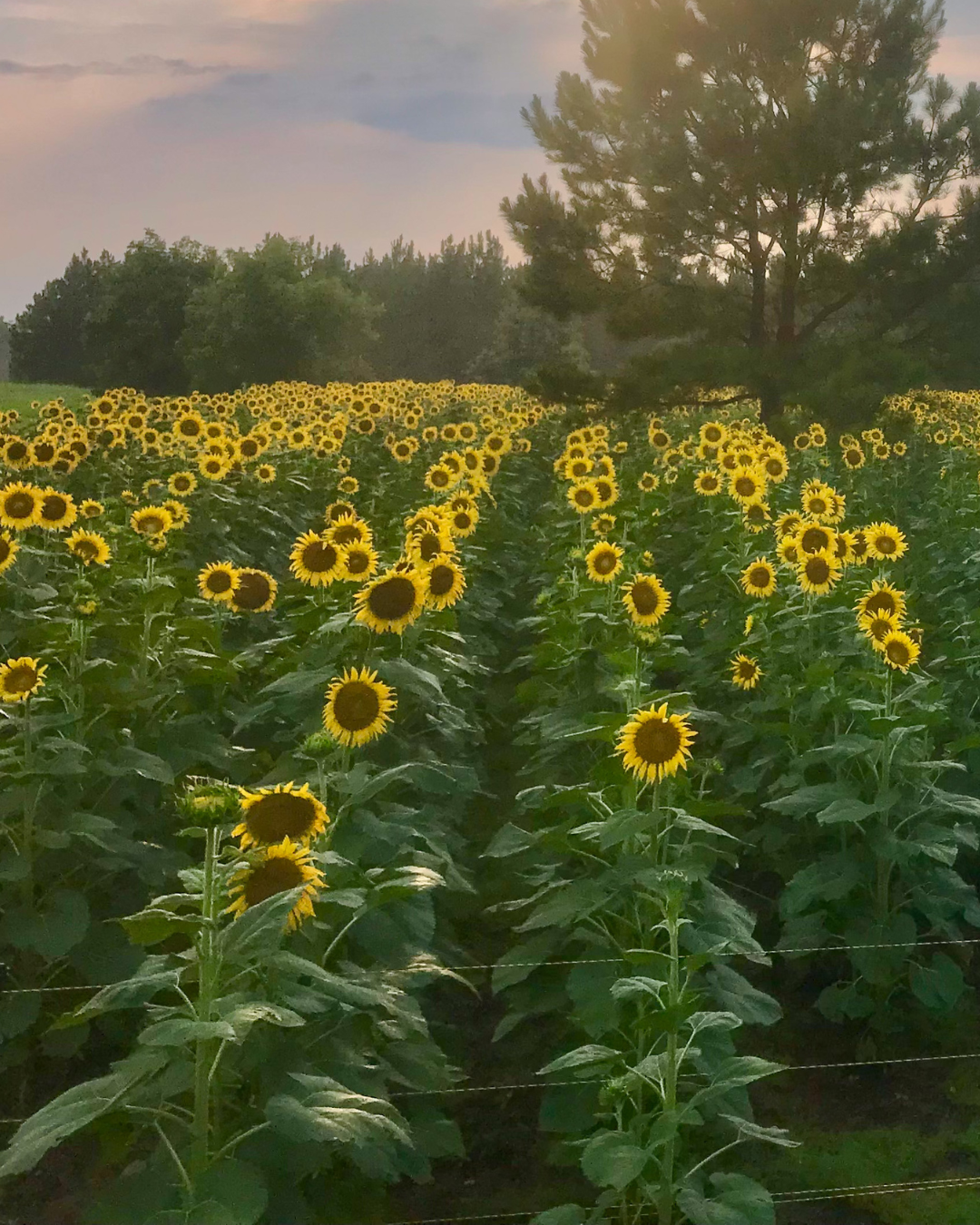 SLW DOVEMASTER CL Sunflowers