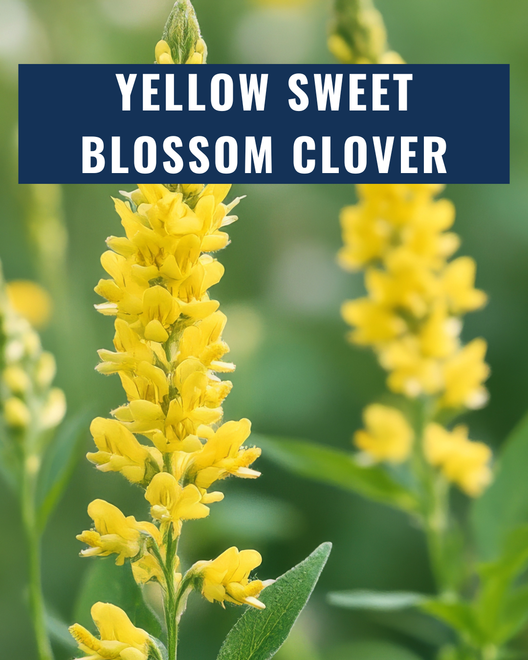 Yellow Sweet Blossom Clover - Coated