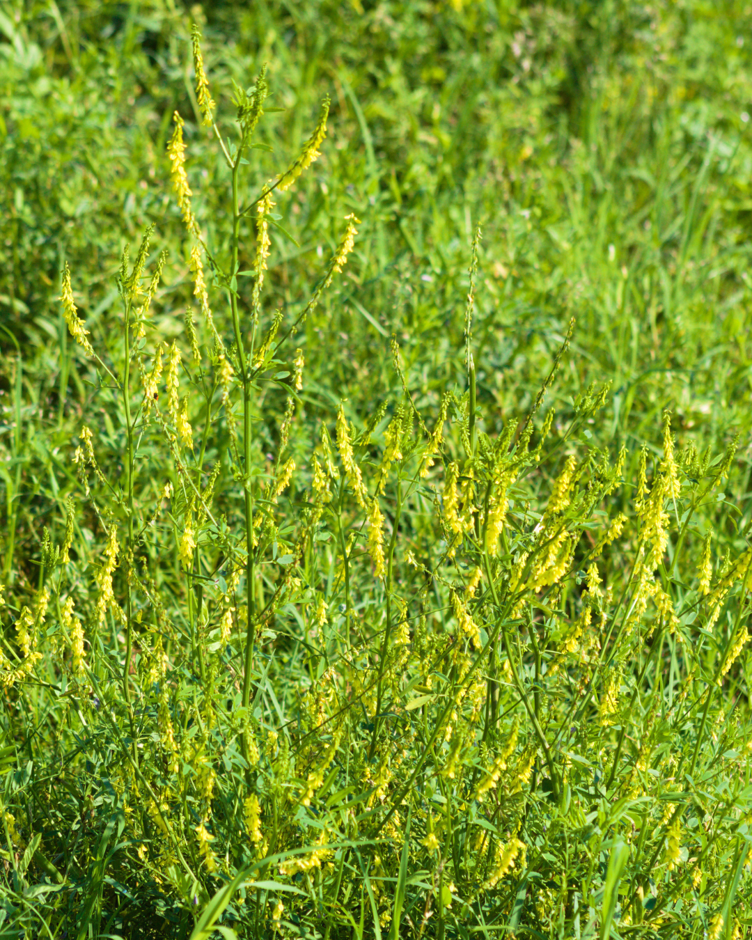 Yellow Sweet Blossom Clover - Coated