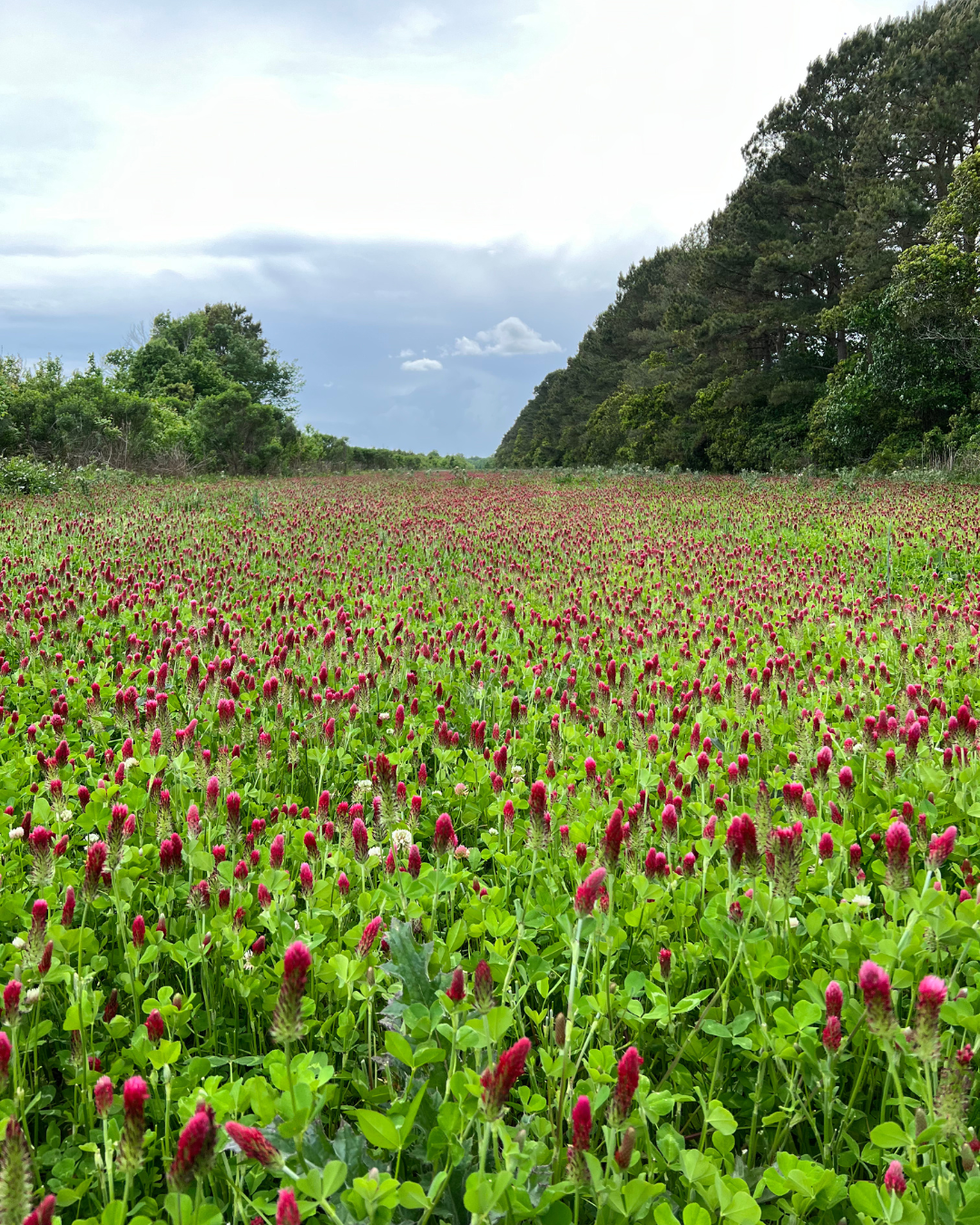 SLW Clover Blend