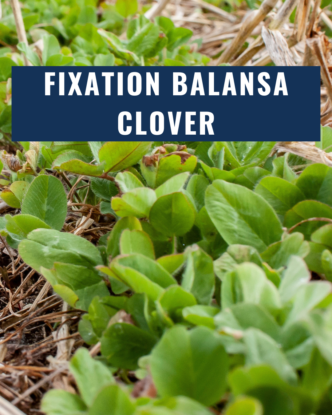 Fixation Balansa Clover