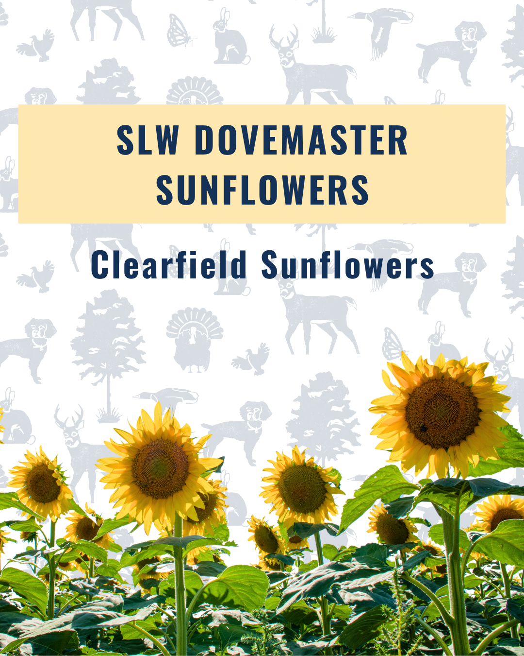 SLW DOVEMASTER CL Sunflowers