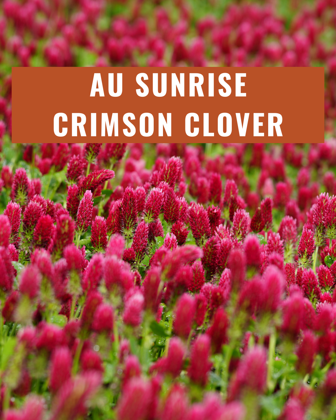 AU Sunrise Crimson Clover - Coated