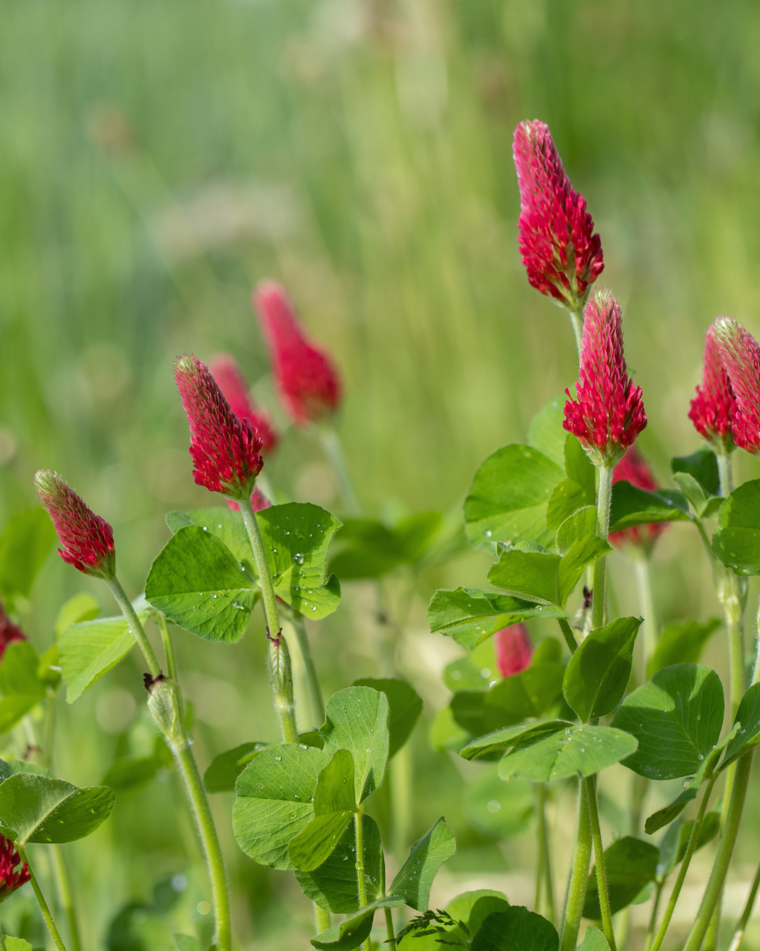 AU Sunrise Crimson Clover - Coated