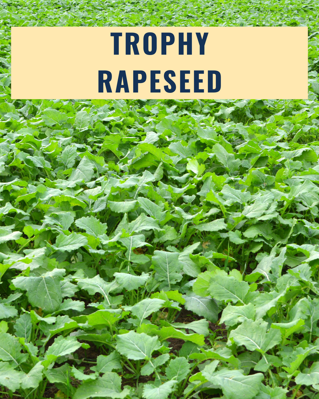 Trophy Rape