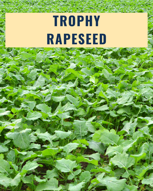 Trophy Rape