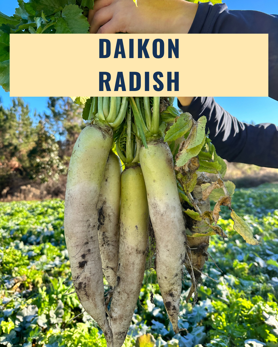 Daikon Radish - Coated
