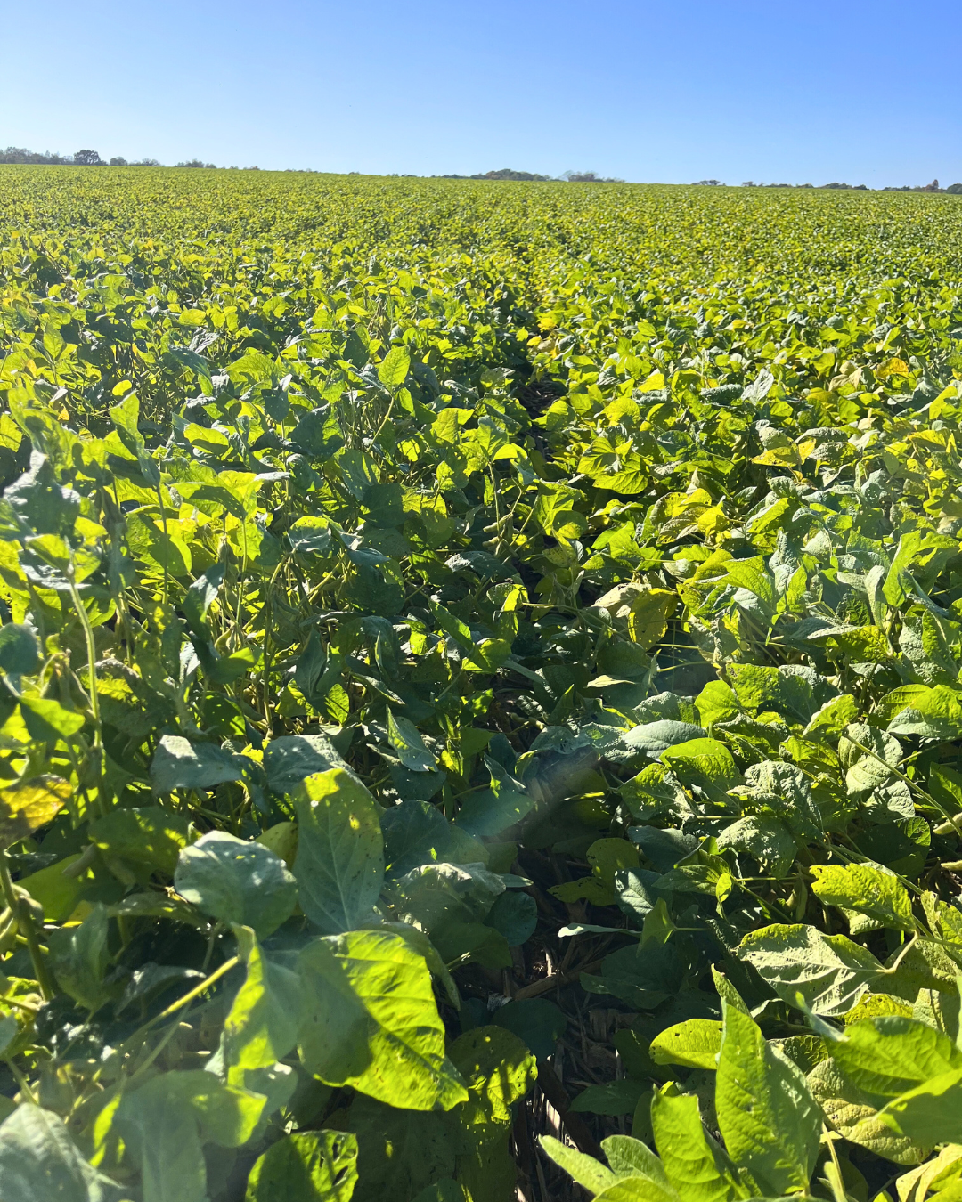 SLW Forage Maxx Soybeans