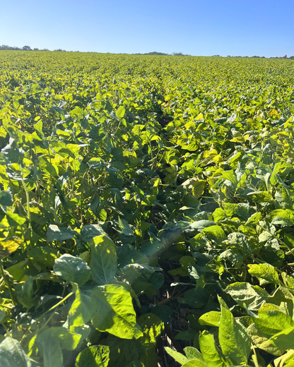 SLW Forage Maxx Soybeans