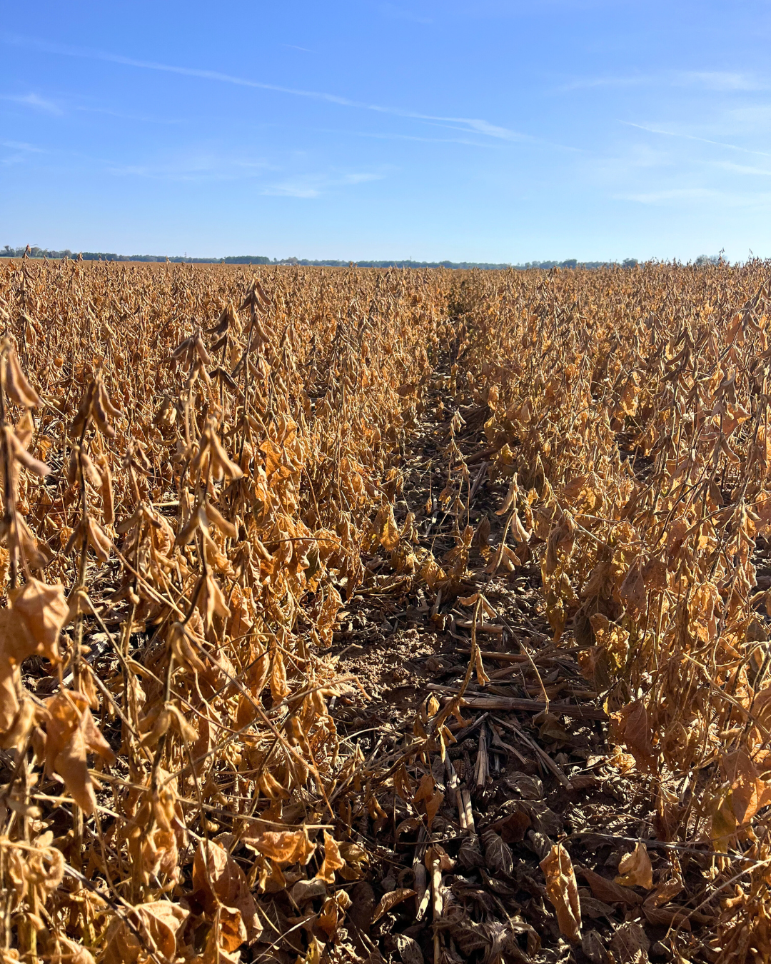 SLW Forage Maxx Soybeans