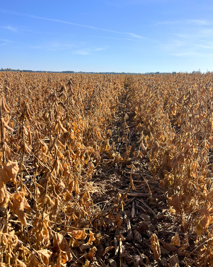 SLW Forage Maxx Soybeans