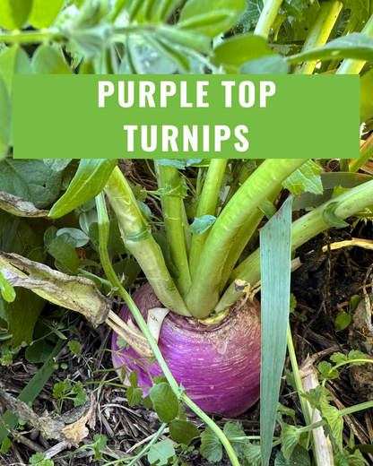 Purple Top Turnip - Coated