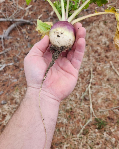 Purple Top Turnip - Coated