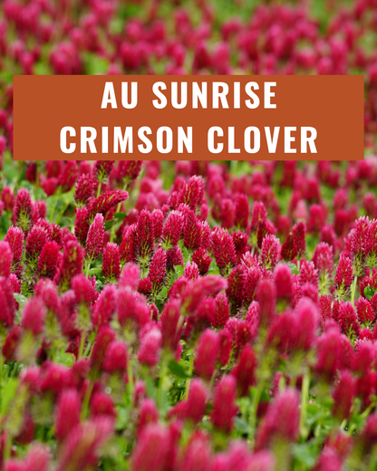 AU Sunrise Crimson Clover - Coated
